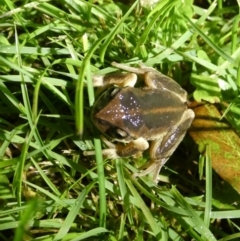 Litoria verreauxii verreauxii at QPRC LGA - 11 May 2024