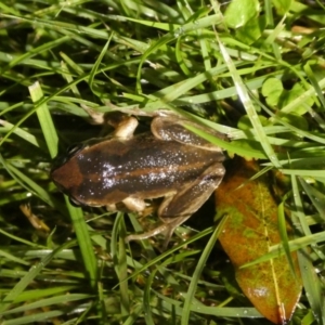 Litoria verreauxii verreauxii at QPRC LGA - 11 May 2024