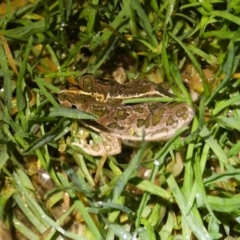 Limnodynastes tasmaniensis (Spotted Grass Frog) at QPRC LGA - 11 May 2024 by arjay
