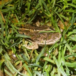 Limnodynastes tasmaniensis at QPRC LGA - suppressed