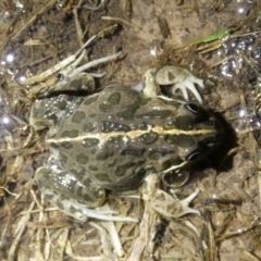 Limnodynastes tasmaniensis at QPRC LGA - suppressed