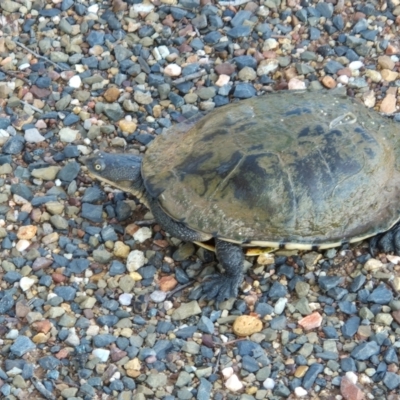 Chelodina longicollis (Eastern Long-necked Turtle) at Bogan Gate, NSW - 17 May 2024 by Tammy