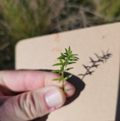 Crassula helmsii (Swamp Stonecrop) at Kingston, ACT - 21 May 2024 by CapitalReptileSpecialists