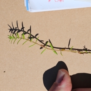 Crassula helmsii at Jerrabomberra Wetlands - 21 May 2024