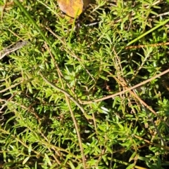 Crassula helmsii at Jerrabomberra Wetlands - 21 May 2024