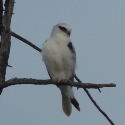 Elanus axillaris (Black-shouldered Kite) at Hume, ACT - 18 Dec 2023 by MichaelBedingfield