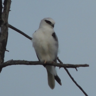 Elanus axillaris (Black-shouldered Kite) at Hume, ACT - 18 Dec 2023 by michaelb