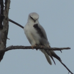 Elanus axillaris at Hume, ACT - 18 Dec 2023