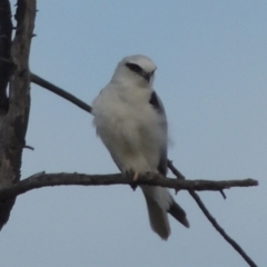 Elanus axillaris at Hume, ACT - 18 Dec 2023