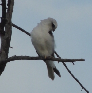 Elanus axillaris at Hume, ACT - 18 Dec 2023