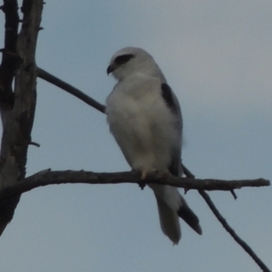 Elanus axillaris at Hume, ACT - 18 Dec 2023