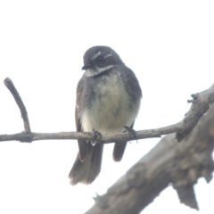 Rhipidura albiscapa (Grey Fantail) at Hume, ACT - 18 Dec 2023 by michaelb