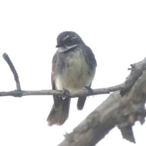 Rhipidura albiscapa at Hume, ACT - 18 Dec 2023 07:12 PM