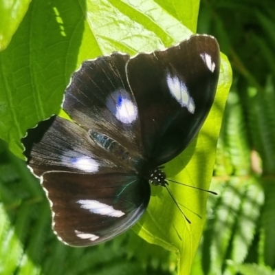 Hypolimnas bolina (Varied Eggfly) at Burnside, QLD - 21 May 2024 by clarehoneydove