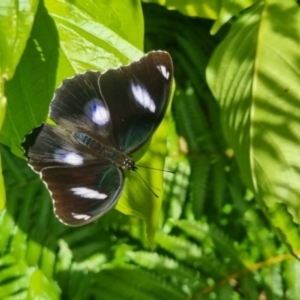 Hypolimnas bolina at Burnside, QLD - suppressed