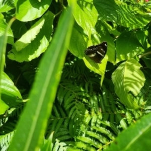 Hypolimnas bolina at Burnside, QLD - suppressed