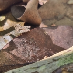 Tetrigidae (family) at Burnside, QLD - 18 May 2024 02:07 PM