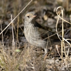 Colluricincla harmonica (Grey Shrikethrush) at Strathnairn, ACT - 21 May 2024 by Thurstan