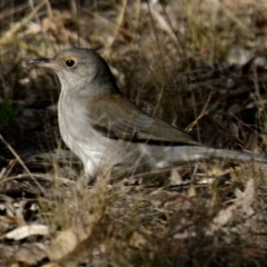 Colluricincla harmonica at Woodstock Nature Reserve - 21 May 2024