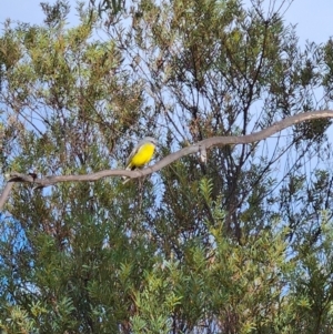 Eopsaltria australis (Eastern Yellow Robin) at Uriarra Village, ACT by BethanyDunne