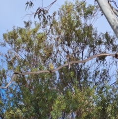 Eopsaltria australis at Uriarra Village, ACT - 19 May 2024 09:52 AM