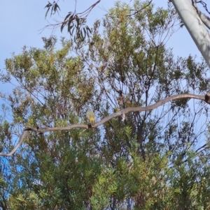 Eopsaltria australis at Uriarra Village, ACT - 19 May 2024 09:52 AM