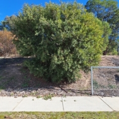 Hakea salicifolia subsp. salicifolia (Willow-leaved Hakea) at Birrigai - 20 May 2024 by jac