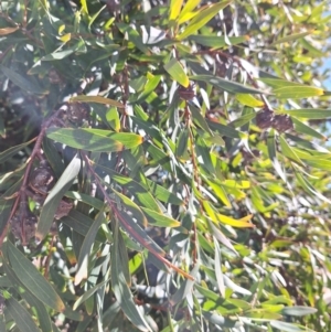 Hakea salicifolia subsp. salicifolia at Birrigai - 20 May 2024