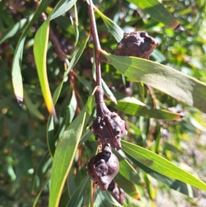 Hakea salicifolia subsp. salicifolia at Birrigai - 20 May 2024