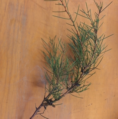 Hakea microcarpa (Small-fruit Hakea) at Kambah, ACT - 20 May 2024 by jac