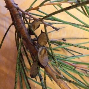 Hakea microcarpa at Birrigai - 20 May 2024