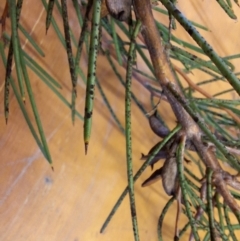 Hakea microcarpa at Birrigai - 20 May 2024