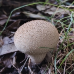Lycoperdon sp. at suppressed - 21 May 2024 by Teresa
