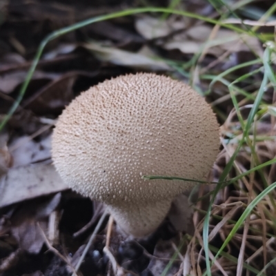 Lycoperdon sp. (Puffball) at Tuross Head, NSW - 21 May 2024 by Teresa