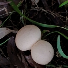 Lycoperdon sp. at Tuross Head, NSW - 21 May 2024 10:05 AM