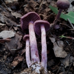 Unidentified Cap on a stem; gills below cap [mushrooms or mushroom-like] at Corunna, NSW - 21 May 2024 by Teresa