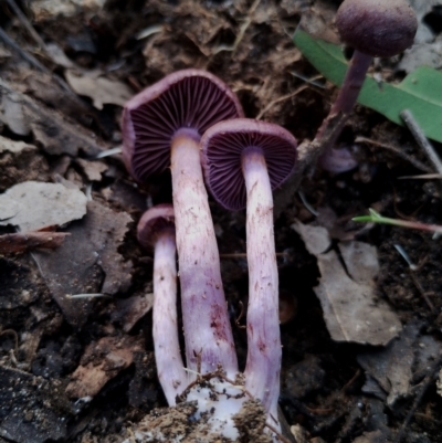 Cortinarius sp. (Cortinarius) at Corunna, NSW - 21 May 2024 by Teresa