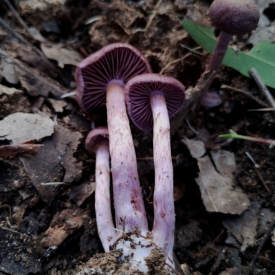 Unidentified Cap on a stem; gills below cap [mushrooms or mushroom-like] at Corunna, NSW - 21 May 2024 by Teresa