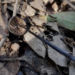 Unidentified Cap on a stem; gills below cap [mushrooms or mushroom-like] at Corunna, NSW - 21 May 2024 by Teresa