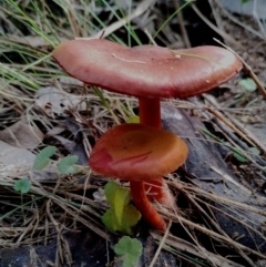Unverified Cap on a stem; gills below cap [mushrooms or mushroom-like] at Corunna, NSW - 21 May 2024 by Teresa