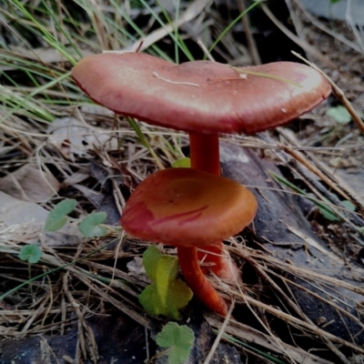 Unidentified Cap on a stem; gills below cap [mushrooms or mushroom-like] at suppressed - 21 May 2024 by Teresa