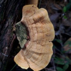 Unidentified Underside smooth or wrinkled/roughened <Stereum etc> at Corunna, NSW - 21 May 2024 by Teresa