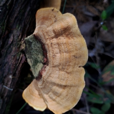 Stereum sp. at Corunna, NSW - 21 May 2024 by Teresa