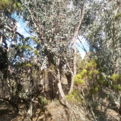 Eucalyptus nortonii (Mealy Bundy) at Cooma North Ridge Reserve - 21 May 2024 by mahargiani