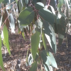 Eucalyptus nortonii at Cooma North Ridge Reserve - 21 May 2024 01:37 PM