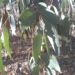 Eucalyptus nortonii at Cooma North Ridge Reserve - 21 May 2024