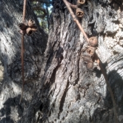 Eucalyptus nortonii at Cooma North Ridge Reserve - 21 May 2024 01:37 PM