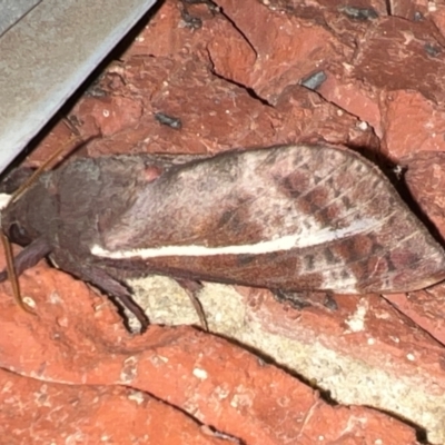 Unidentified Moth (Lepidoptera) at Holt, ACT - 21 May 2024 by JimL