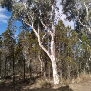 Eucalyptus mannifera at Cooma North Ridge Reserve - 21 May 2024 01:44 PM