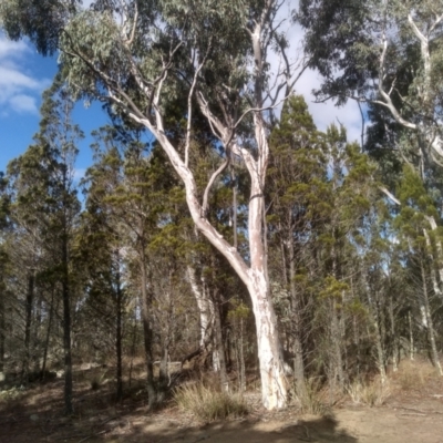 Eucalyptus mannifera (Brittle Gum) at Cooma, NSW - 21 May 2024 by mahargiani